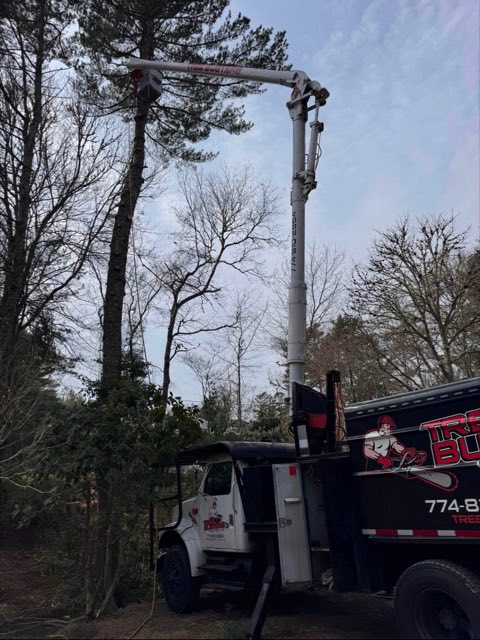 Tree Busters bucket truck extended high into a tall pine for a sectioned removal